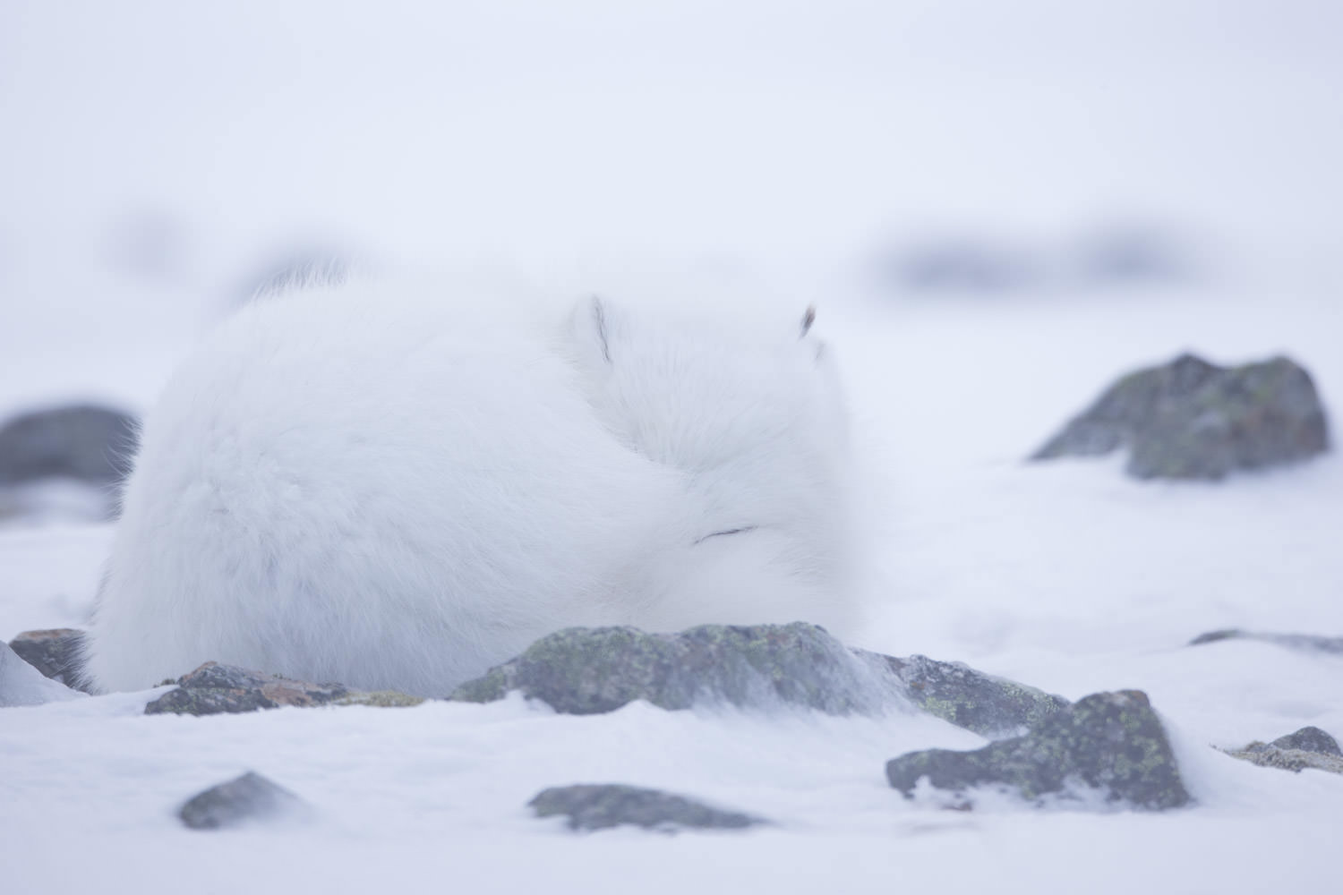 Arctic Fox sleeping.
