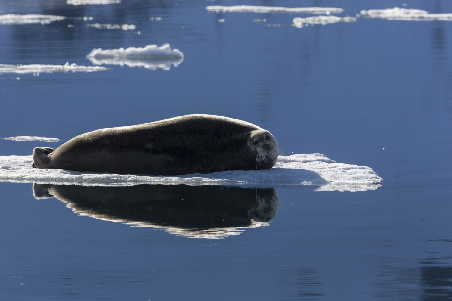 Bearded Seal and reflections into Raudfjorden