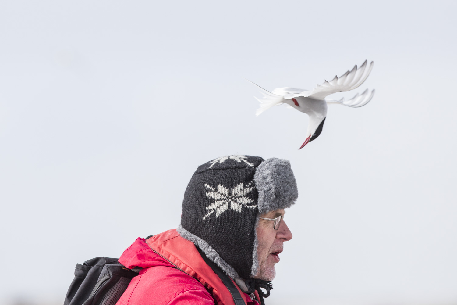 Arctic Tern attaching Jan Schippers. The colony by Virgohavna