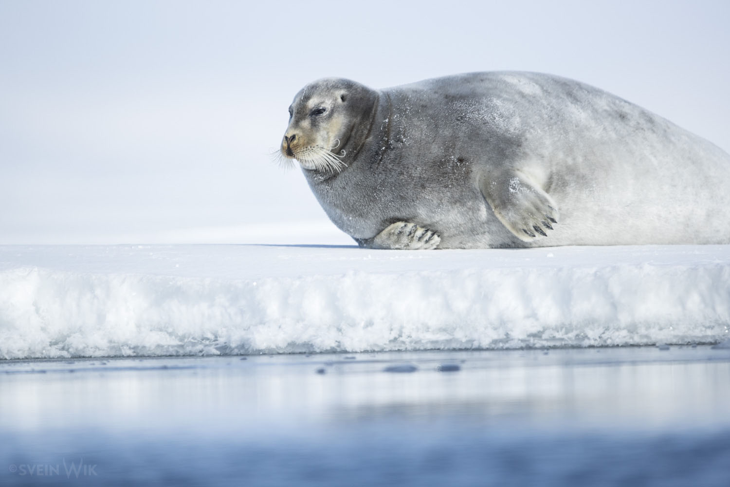 Bearded Seal posing on the ice. We had several very good situations for this