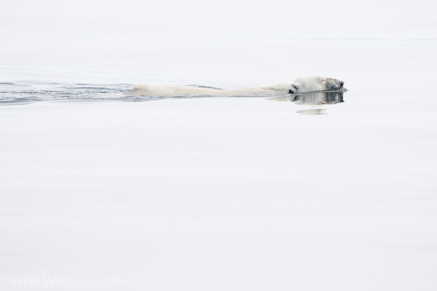Polar Bear swimming in the fjords of Hornsund