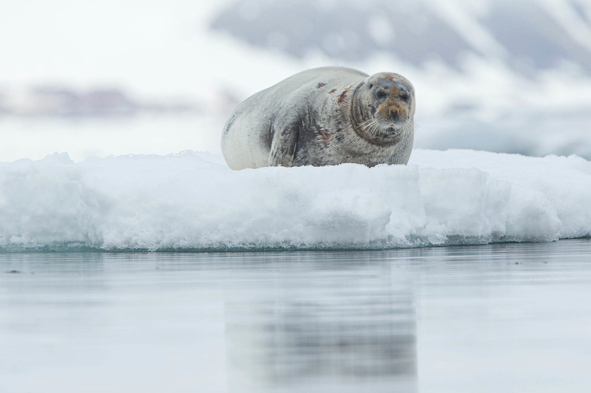 Bearded seal resting on drifting ice.
