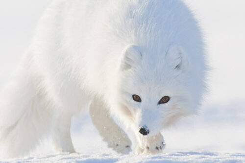 svalbard photography expeditions | arctic fox | arctic wildlife tours