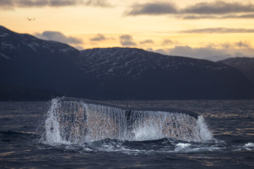 Whale photo expedition