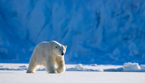 svalbard photography expeditions | polar bear | arctic wildlife tours