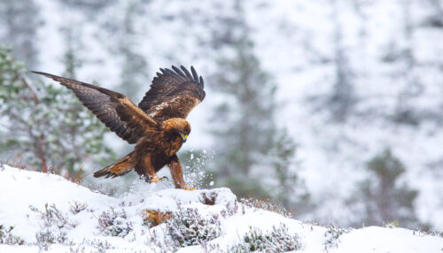 svalbard photography expeditions | eagle | arctic wildlife tours