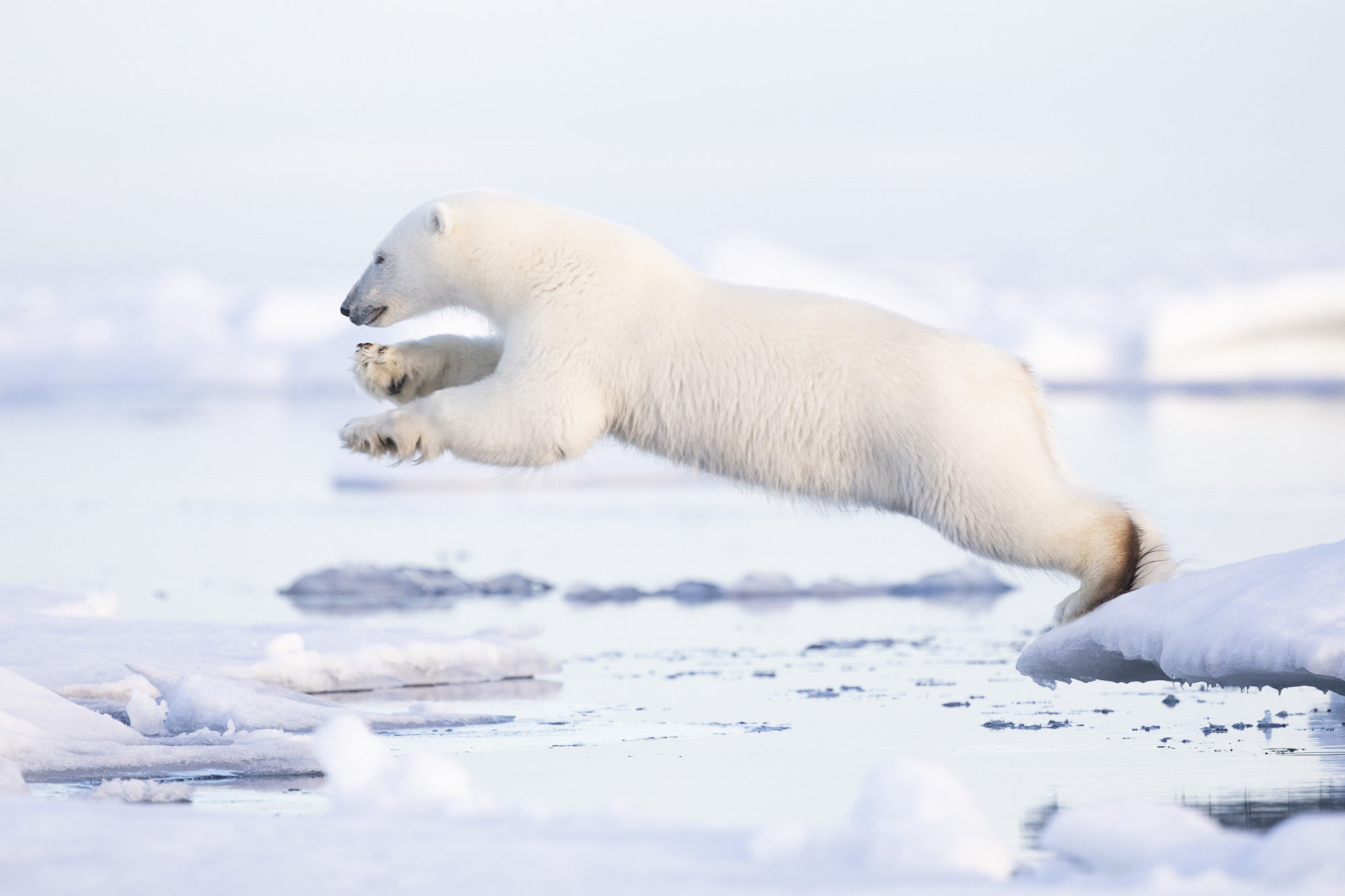 svalbard photography expeditions | polar bear | arctic wildlife tours