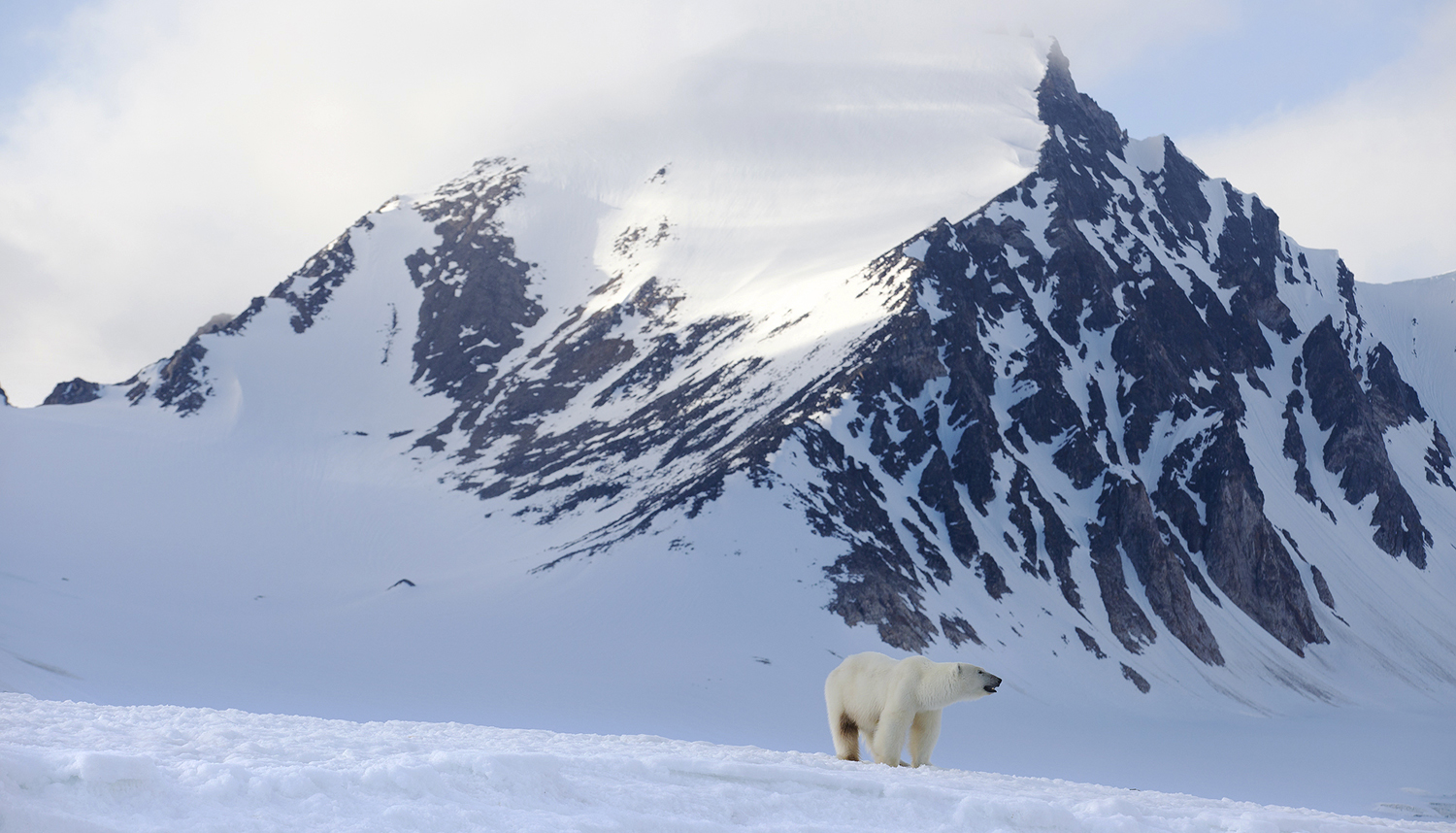 arctic wildlife tours