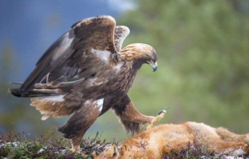 Golden Eagle Norway Meådal.