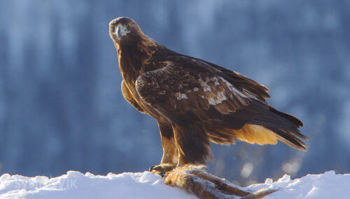 Golden Eagle Norway