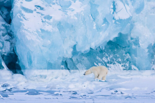 Svalbard winter expedition. Polar Bear in front of glazier.