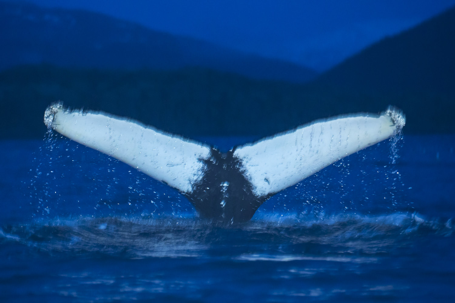 Humpback Whale Tromsø