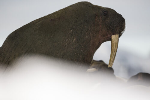 svalbard arctica