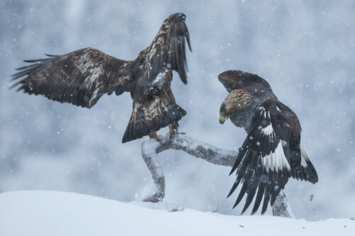 golden eagle photo hides