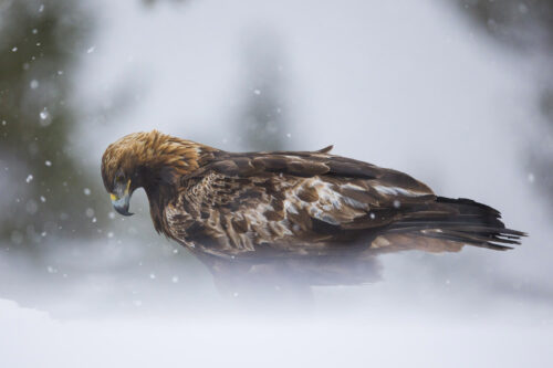 golden eagle photo hides
