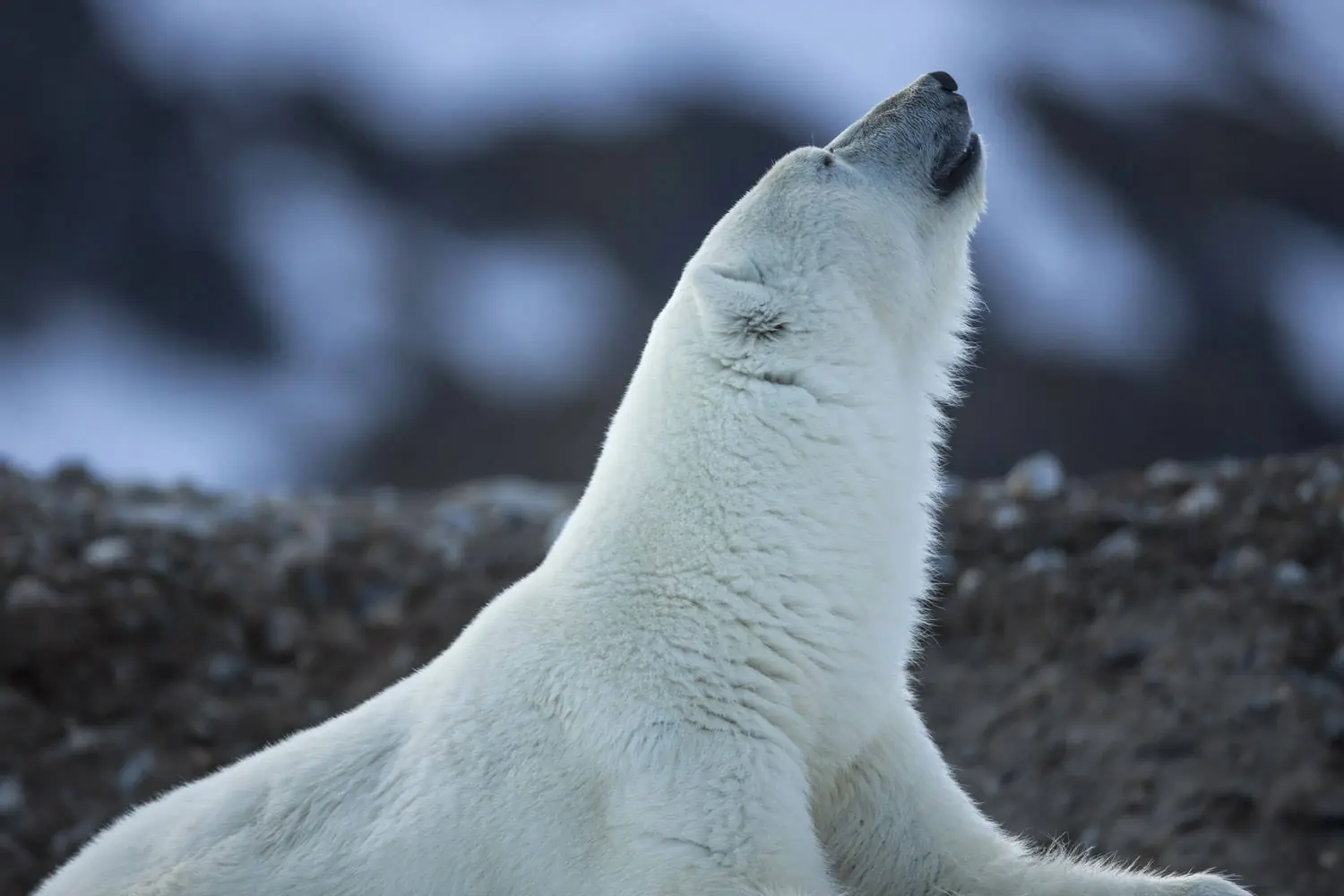 A Svalbard expedition in June looking for wildlife in the icy waters ...