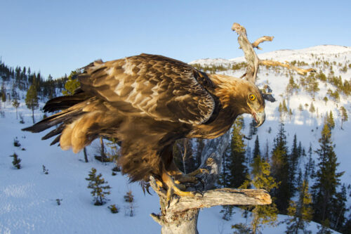 Golden eagle photography