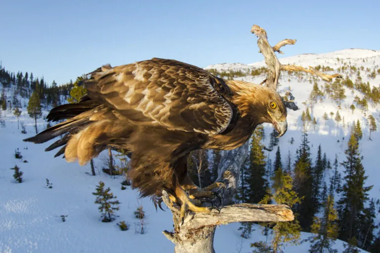 Golden eagle Arctic Wildlife Tours