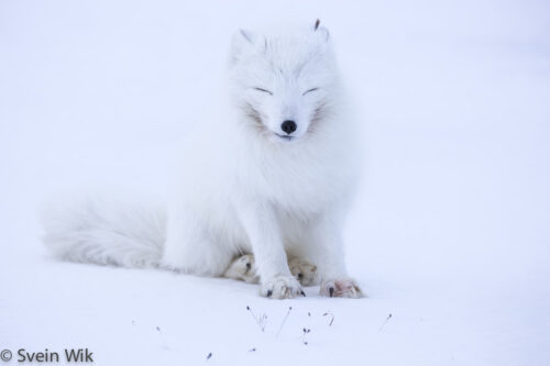Arctic Fox in winter