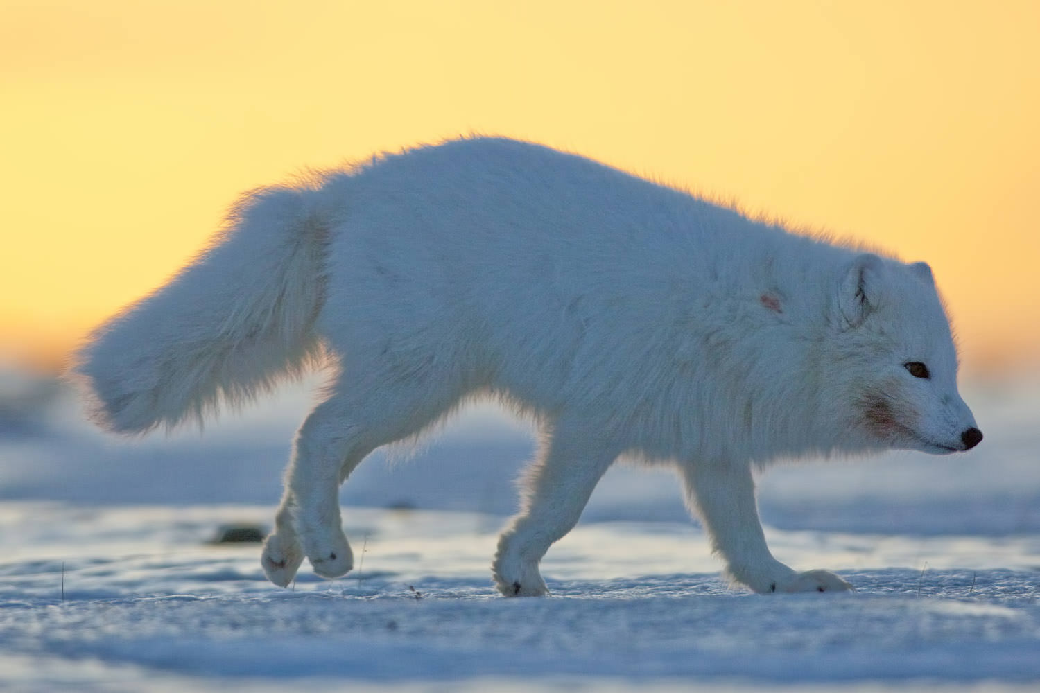 Fjellrev P Svalbard Polarrev Sn storm Arctic Wildlife Tours 