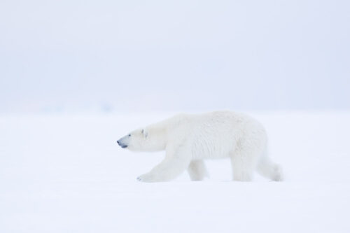 svalbard winter expedition