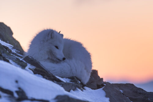 svalbard winter expedition