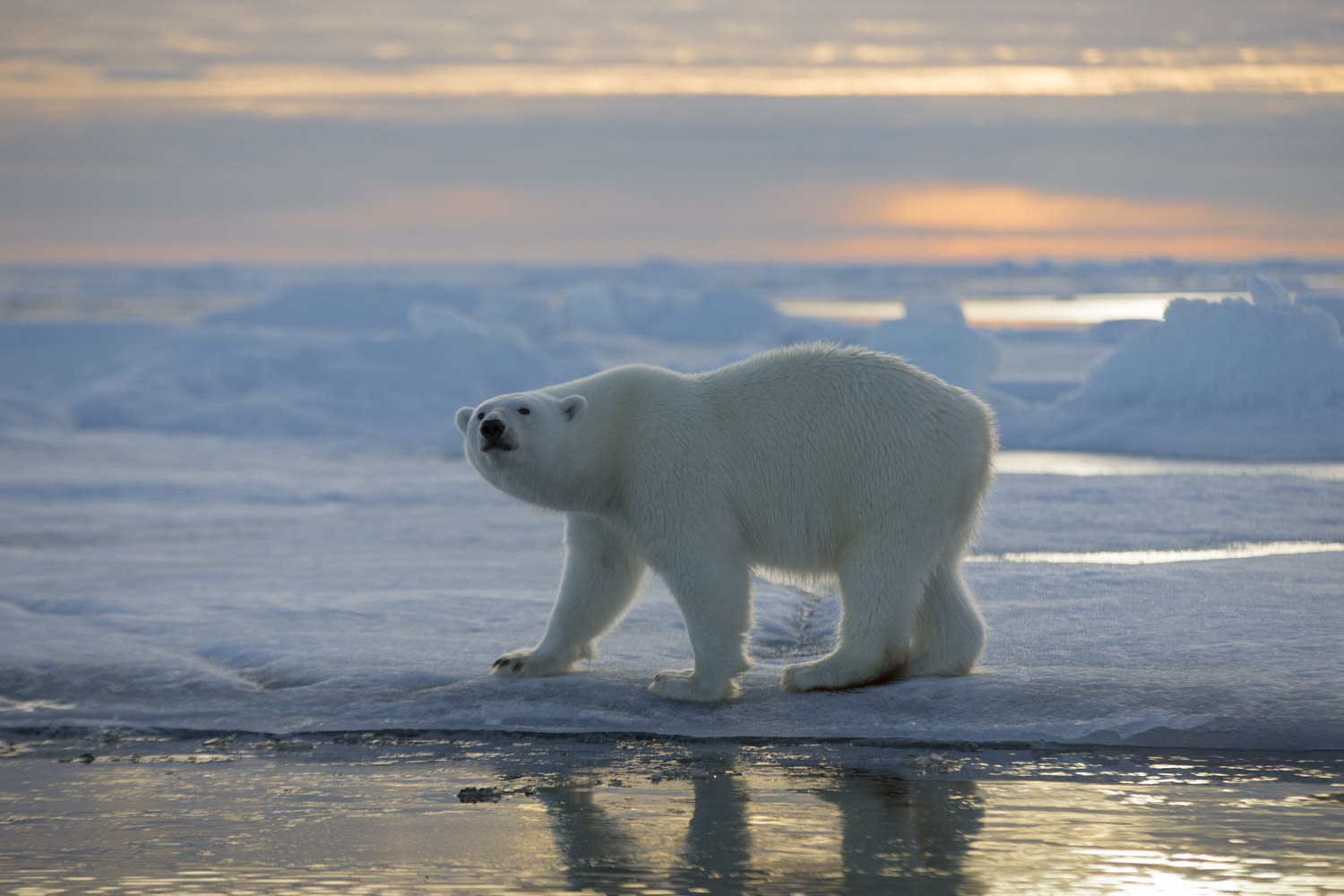 arctic wildlife tours svalbard