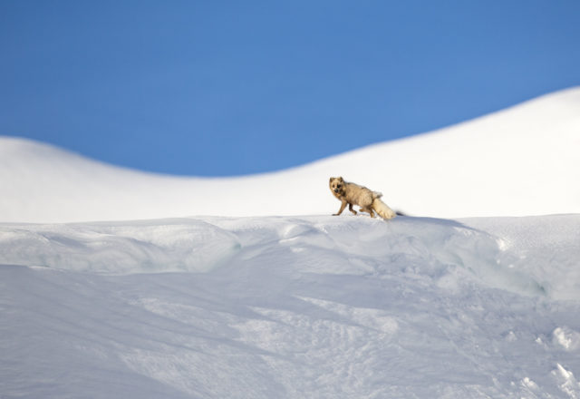 arctic fox photography