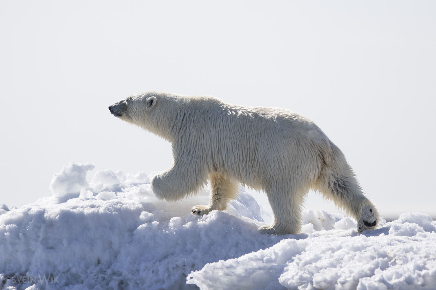 Polar Bear following the melting ice towards the north