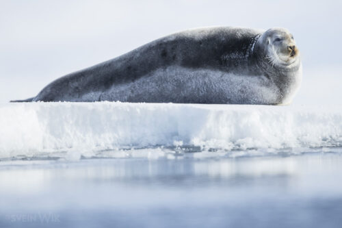 svalbard wildlife expedition