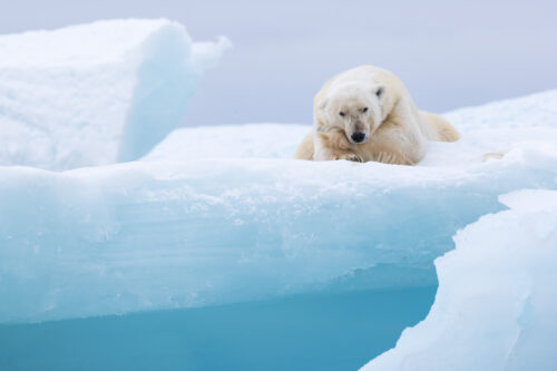 polar bear expedition