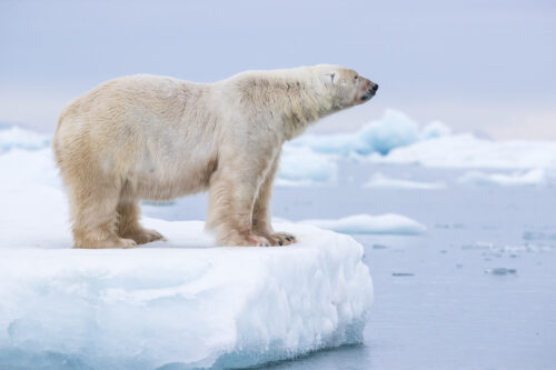 polar bear expedition