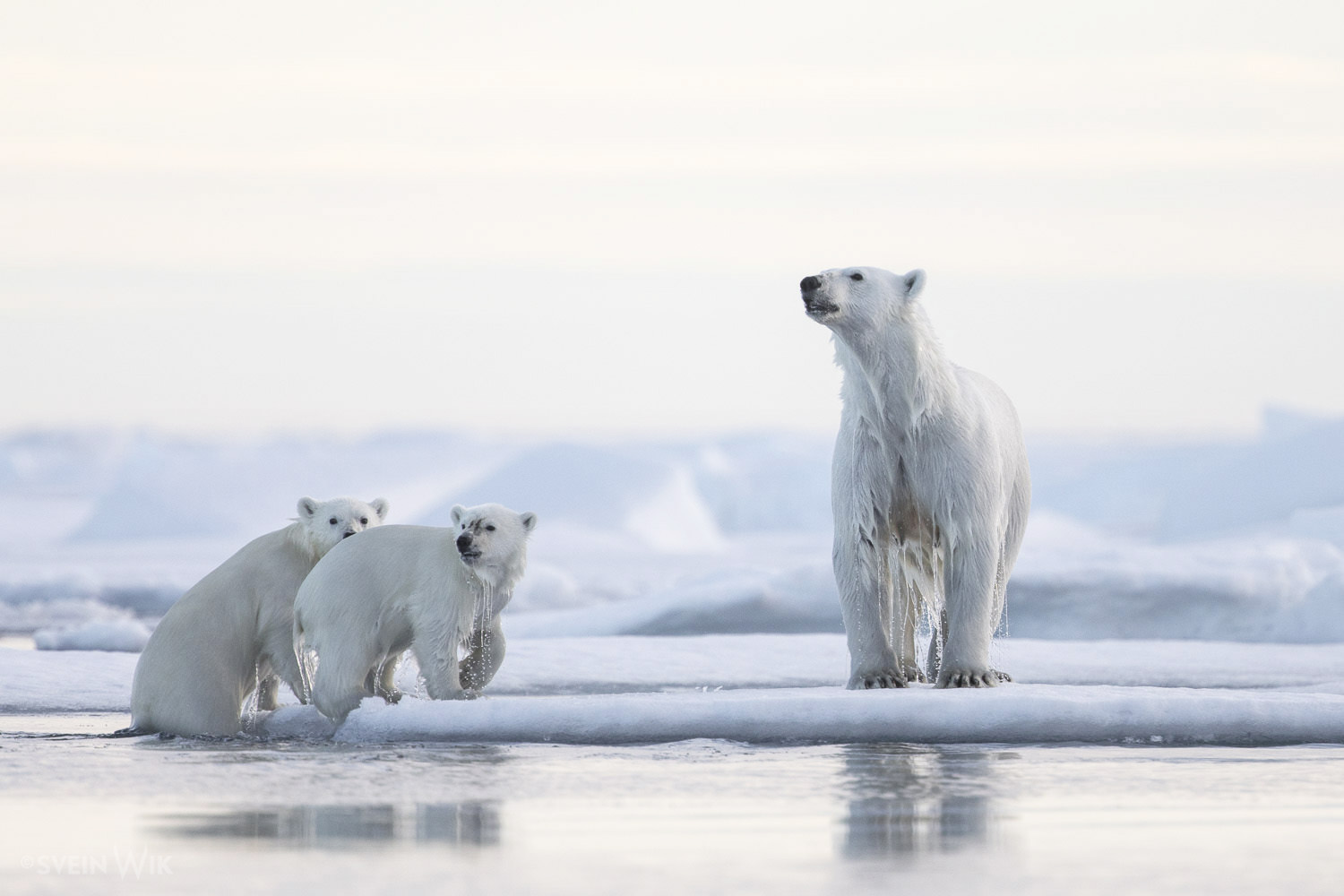 svalbard wildlife expeditions day tours