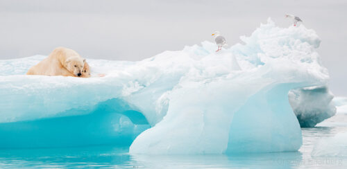 svalbard landscapes