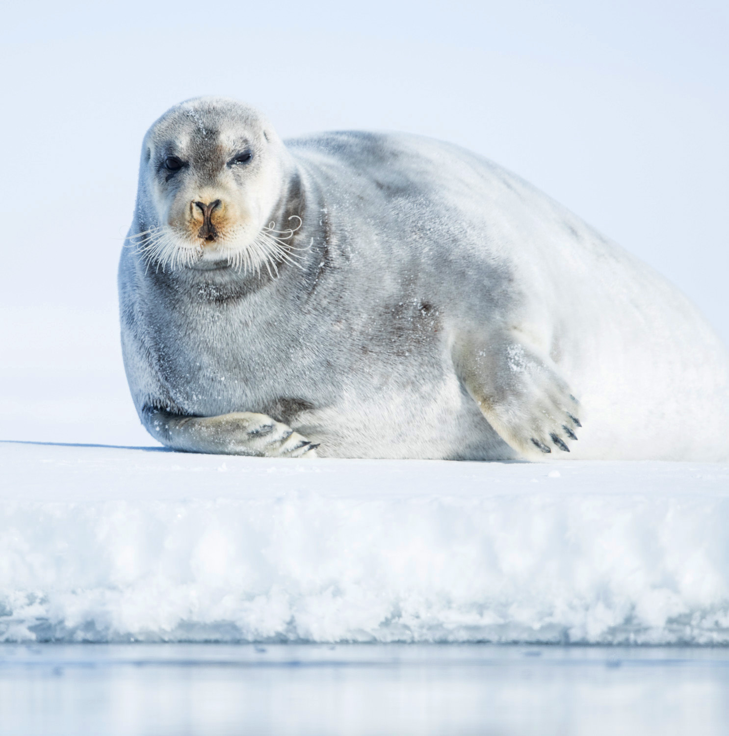 svalbard photography expedition