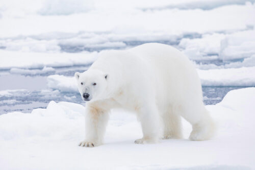 svalbard polar bears