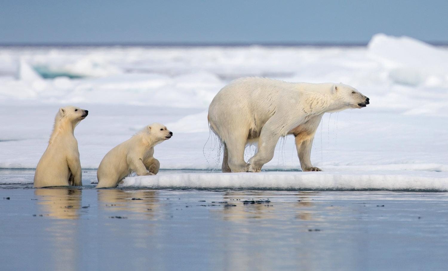 arctic wildlife tours