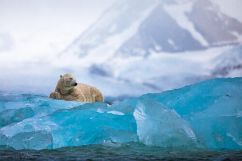 Svalbard photography expedition