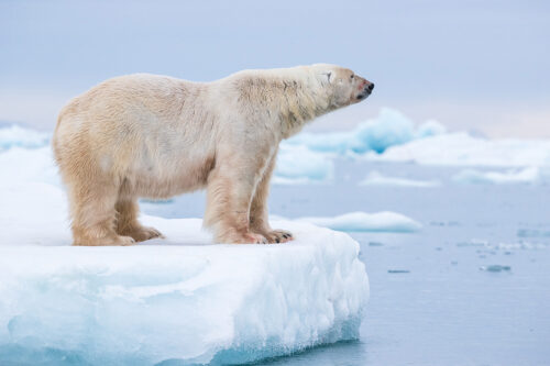 polar bear photography