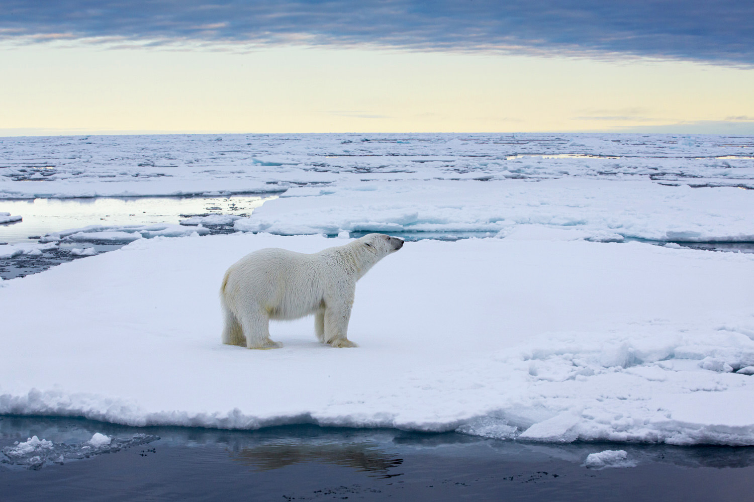 Polar bear photography