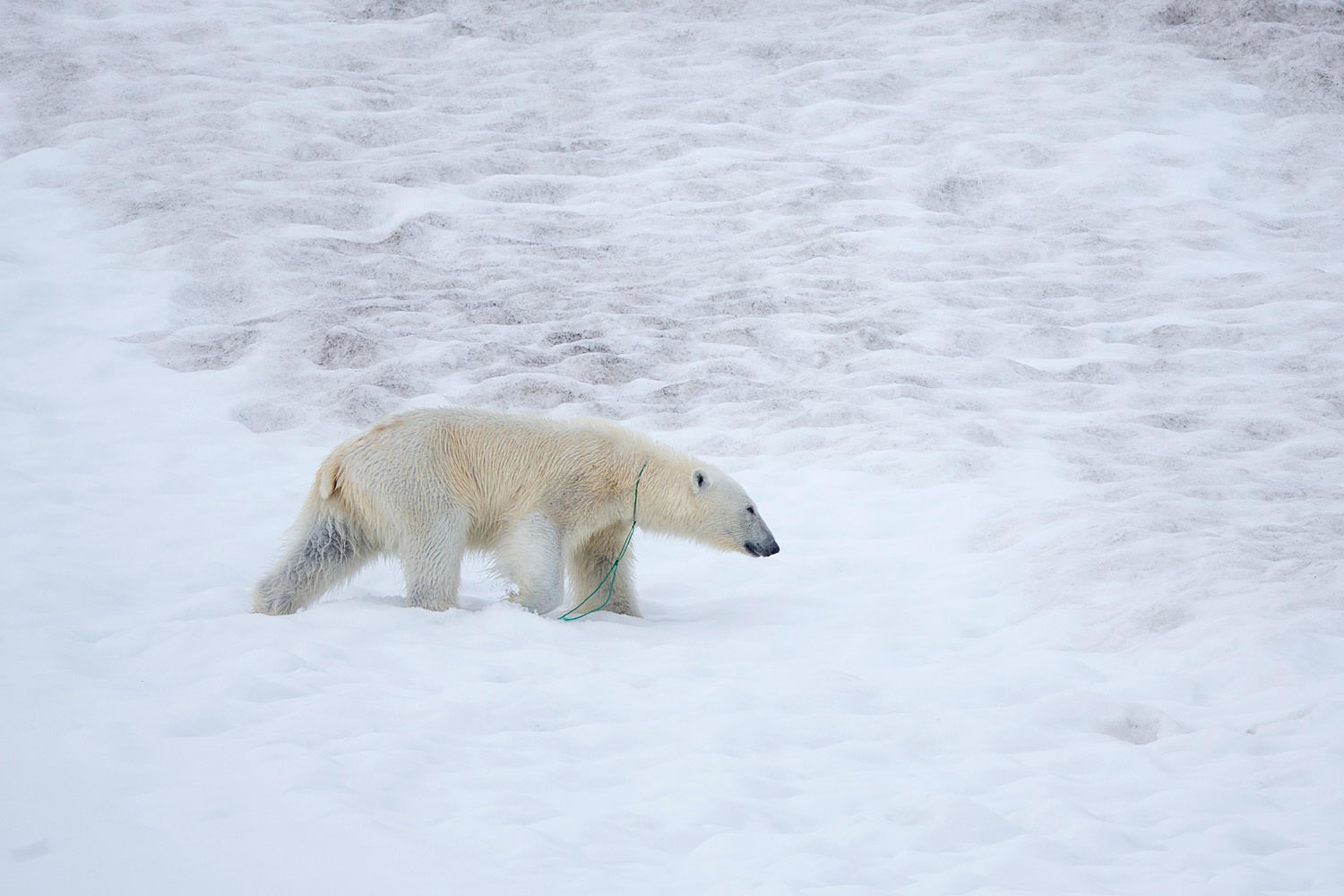 svalbard polar bears