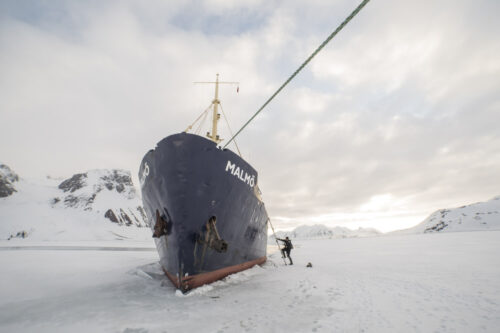 Arctic Wildlife Tours