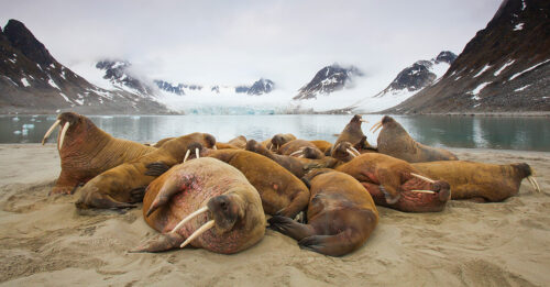 svalbard wildlife expedition