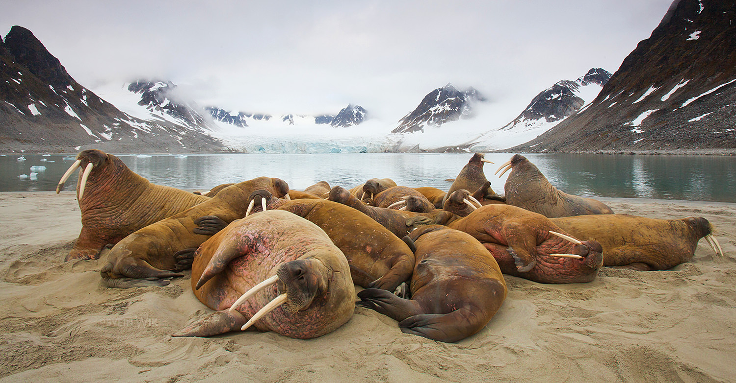 Walrus resting place during summer season.