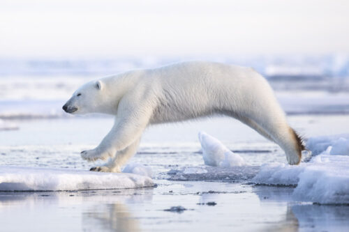 arctic photo tours