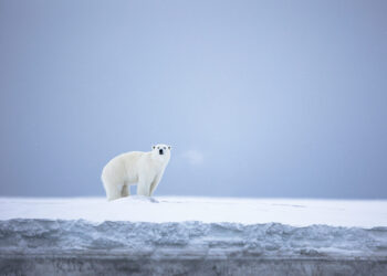 arctic photography expeditions