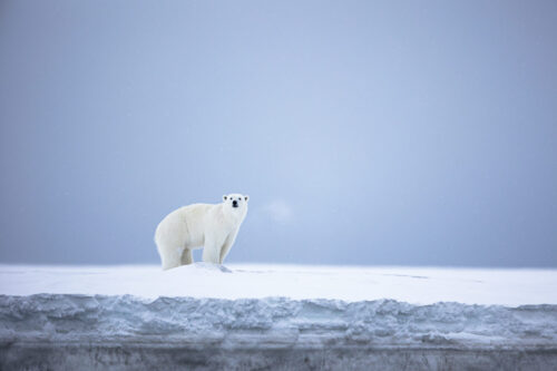 arctic photo expeditions