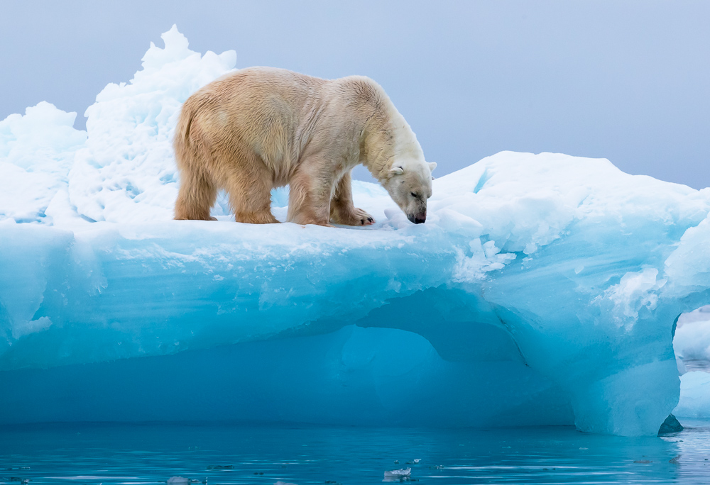 svalbard norway polar bear tours