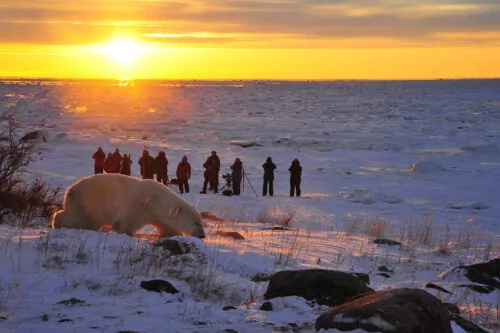walk with polar bears