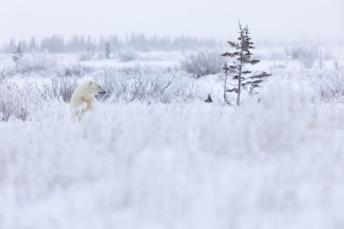 walk with polar bears